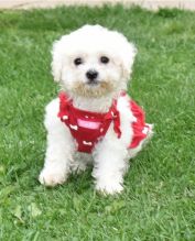 Purebred and Beautiful Bichon Frise Puppies