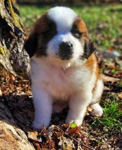 Remarkable Saint Bernard Puppies Available