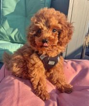 Toy Poodle Male and Female Puppies For Adoption