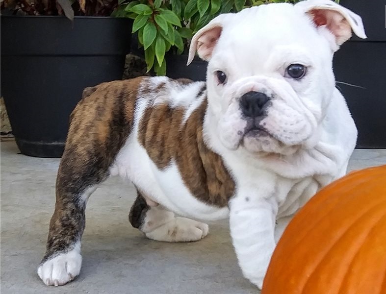 Adorable lovely Male and Female English Bulldog Puppies for adoption Image eClassifieds4u