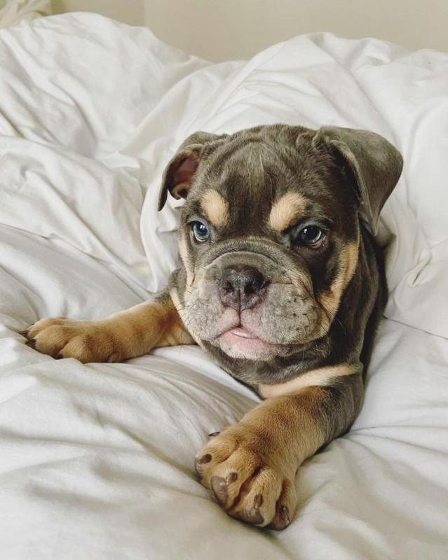 Cute and adorable English bulldog puppies ready for adoption Image eClassifieds4u