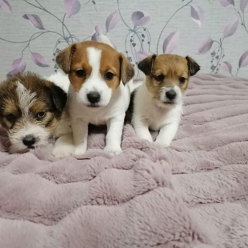 Jack Russel puppies for adoption Image eClassifieds4u