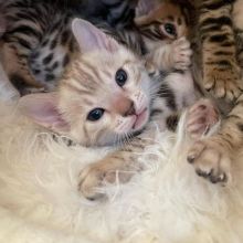 🟥🍁🟥 AFFECTIONATE 😻 BENGAL KITTENS FOR SALE 650$🟥🍁🟥 Image eClassifieds4u 3