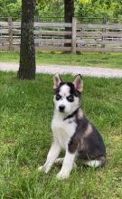Blue-Eyed Pomsky Puppies Ready For Adoption Image eClassifieds4U