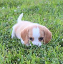 C.K.C MALE AND FEMALE BEAGLE PUPPIES AVAILABLE Image eClassifieds4U