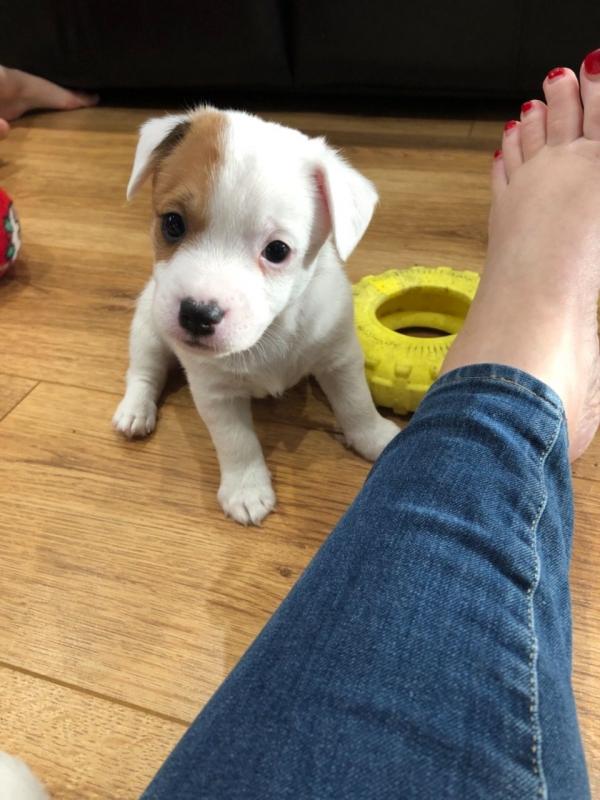 Remarkable Jack Russell Puppies Available Image eClassifieds4u