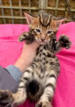 Adorable Bengal Kitten Looking for new Home(robbertomilss@gmail.com)