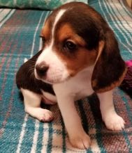 Adorable lovely Male and Female Beagle Puppies for adoption