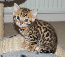 Brown Rosetted Bengal kittens for New home(robbertomilss@gmail.com)