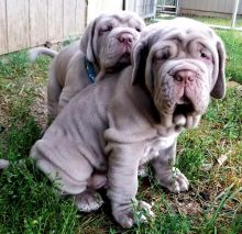 neapolitan mastiff puppies, (267) 820-9095 or amandamoore339@gmail.com