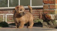 Norfolk Terrier puppies ready, (267) 820-9095 or amandamoore339@gmail.com