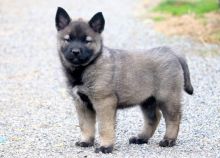 Norwegian Elkhound puppies available , (267) 820-9095 or amandamoore339@gmail.com
