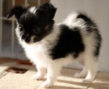 Papillon puppies available , (267) 820-9095 or amandamoore339@gmail.com