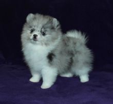 Pomeranian puppies, (267) 820-9095 or amandamoore339@gmail.com