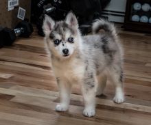 pomsky puppies available ,(267) 820-9095 or amandamoore339@gmail.com
