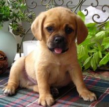 Puggle puppies available , (267) 820-9095 or amandamoore339@gmail.com