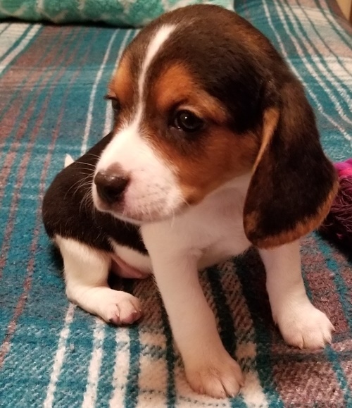 Adorable lovely Male and Female Beagle Puppies for adoption Image eClassifieds4u