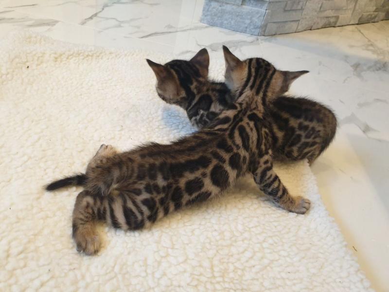 cute bengal kittens for adoption text or call (robbertomilss@gmail com) Image eClassifieds4u