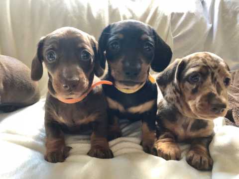 Cute lovely Male and Female Dachshund Puppies for adoption Image eClassifieds4u