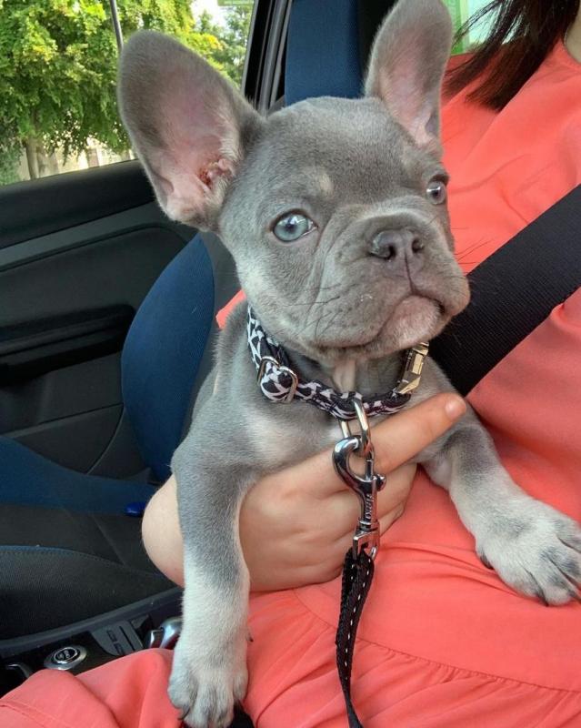 Excellent French bulldog puppies for adoption Image eClassifieds4u