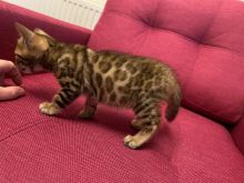 cute bengal kittens for adoption text or call (robbertomilss@gmail com) Image eClassifieds4U