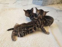 cute bengal kittens for adoption text or call (robbertomilss@gmail com) Image eClassifieds4U