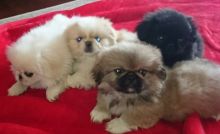 Pekingese puppies, (267) 820-9095 or amandamoore339@gmail.com Image eClassifieds4U