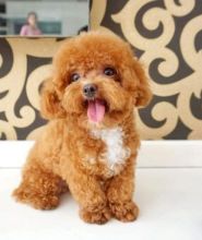 poodle puppies available, (267) 820-9095 or amandamoore339@gmail.com Image eClassifieds4U