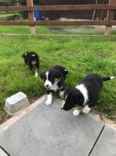 Border Collie Puppies available / litter almost finished