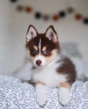 Cute Lovely Pomsky Puppies male and female for adoption