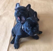 FRENCH BULLDOG PUPPY FOR ADOPTION