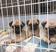 Pug puppies available for best homes.