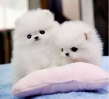 White tcup Pomeranian puppies for great homes