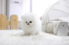 White tcup Pomeranian puppies for great homes