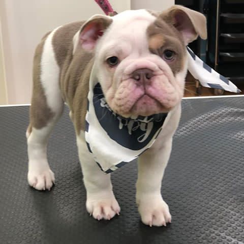 Cute Lovely English Bulldog Puppies male and female for adoption Image eClassifieds4u