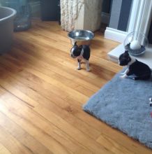 Boston Terrier Puppies for great homes Image eClassifieds4U