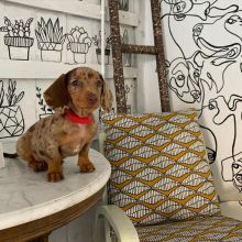 dachshund puppies for adoption (robbertomilss@gmail com) Image eClassifieds4U