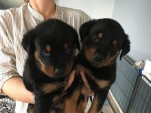 Rottweiler puppies on set now Image eClassifieds4u 2