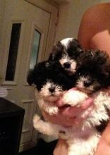 Shih-Poo Puppies for Shih-Poo lovers and puppy lovers Image eClassifieds4U