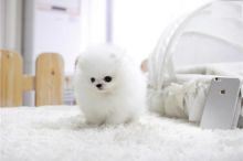 White tcup Pomeranian puppies for great homes Image eClassifieds4U