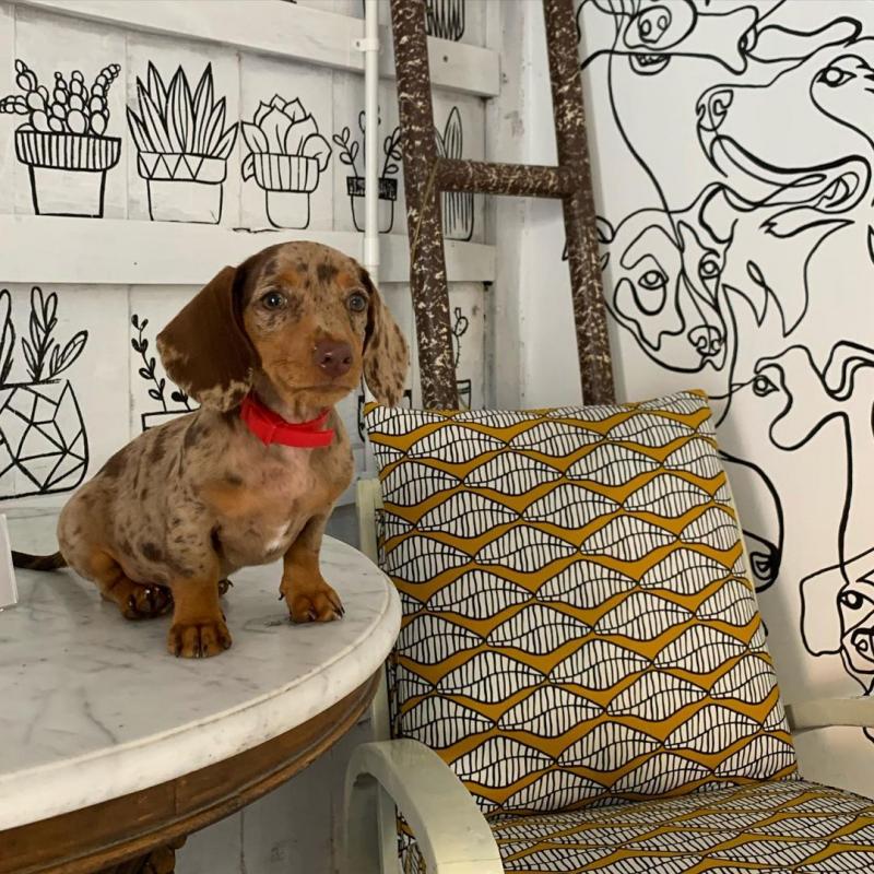 Mini dachshund puppies for sale.(email....robbertomilss@gmail.com) Image eClassifieds4u