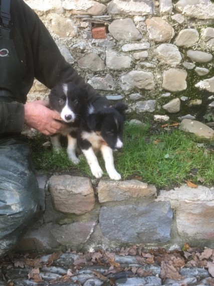fast contact for Border Collie Puppies available / litter almost finished Image eClassifieds4u