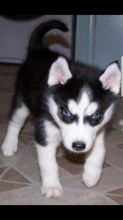 Adorable Blue Eyed Siberian Husky Puppies For Sale