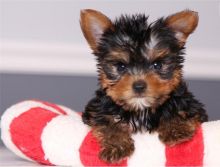 Yorkie Terrier Puppies Available / Yorkshire Terrier Puppies