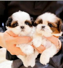 Amazing boy and girl Shih tzu pupies available