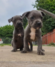 American Bully Puppies For Bully Lovers