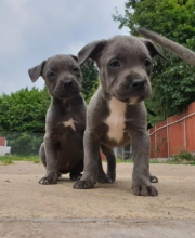 ready to go American Bully Puppies For Bully Lovers