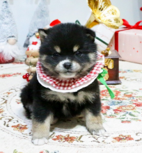 Beautiful Pomsky puppies available