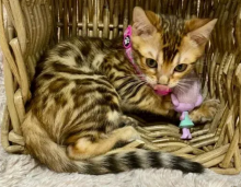 Bengal Kittens for rehoming