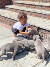 bgfn Cane Corso Puppies